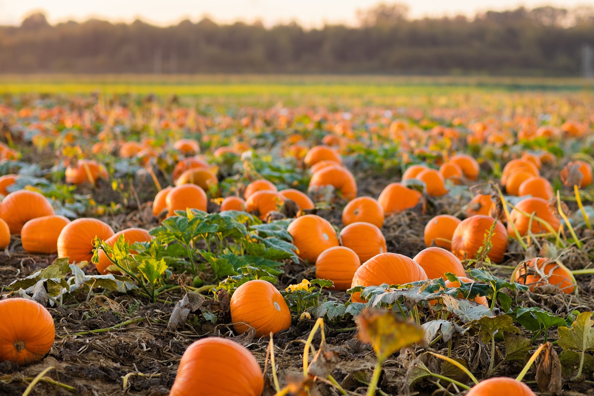 Meet the Family Behind The Patch MK | Working Farm Buckingham