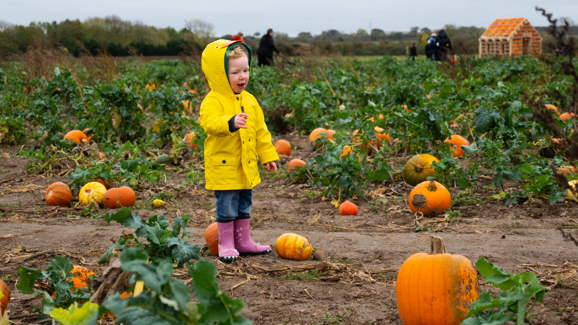 Why Milton Keynes families love joining us for pumpkin picking - Patch MK