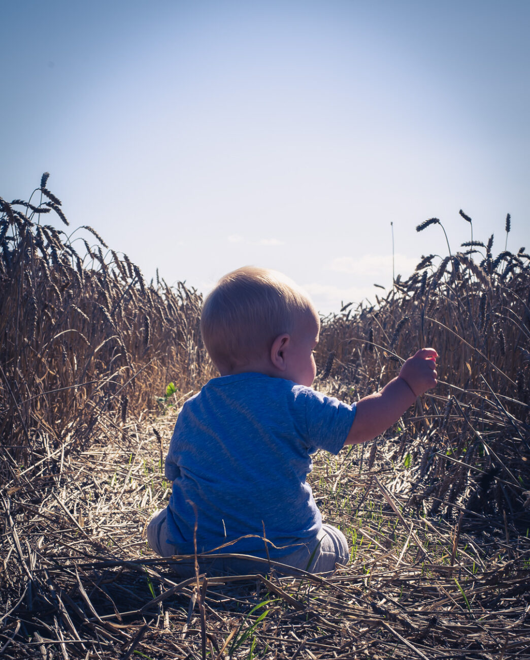 baby sitting in a field of corn